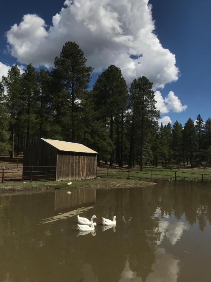Grand Canyon Cottage At Historic Wrigley Ranch With Horseback Riding & Shooting Parks Exteriér fotografie